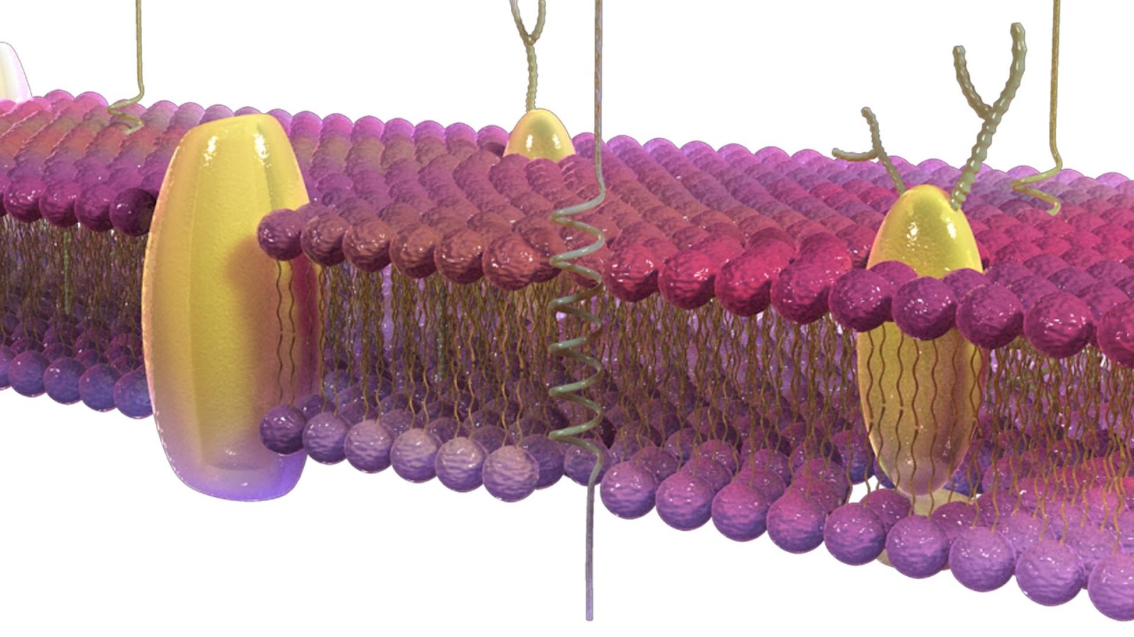 La membrana cellulare: la porta della salute