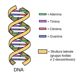 dna