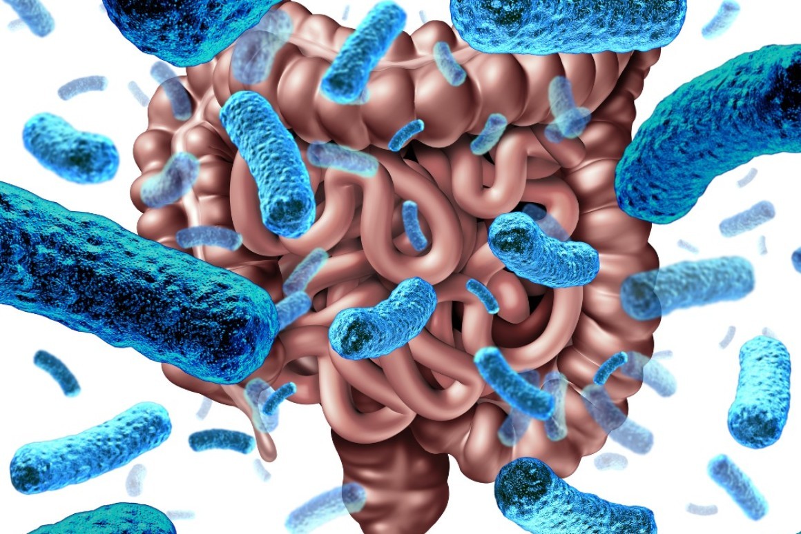 Intestino e sistema immunitario